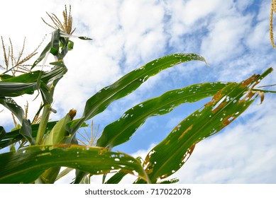 Corn in the field after Armyworm attack, maize leaves with small holes