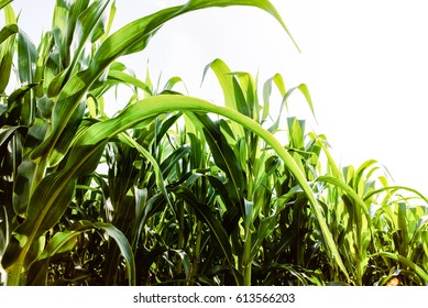 115,945 Corn field with sun Images, Stock Photos & Vectors | Shutterstock