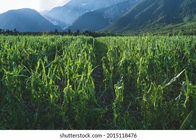 Corn Field In Alpine Landscape Damaged By A Hail Storm Caused By More Extreme Weather Situations Due To Climate Change, Austria