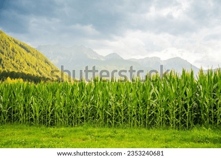 Corn field with Alps mountains in background in sunset light, Italy. High quality photo