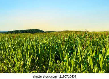 Corn Field Background. Corn On The Green Stalk In The Field. Maize Plant And Sweetcorn. Corncob In Cornfield At Farm. Harvest Season. Green Leaves And Corn Background. Fodder Maize And Grain Crop. 