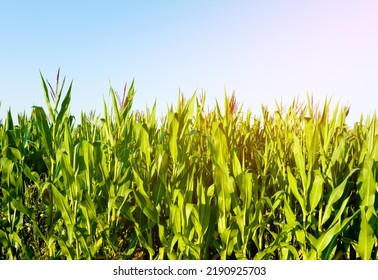 Corn Field Background. Corn On The Green Stalk In The Field. Maize Plant And Sweetcorn. Corncob In Cornfield At Farm. Harvest Season. Green Leaves And Corn Background. Fodder Maize And Grain Crop. 