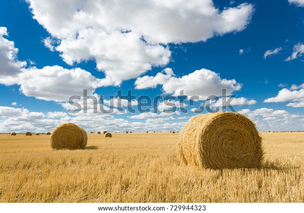 米国モンタナ州グラスゴーの近くの大空 谷の下に干し草の俵があるトウモロコシ畑 の写真素材 今すぐ編集