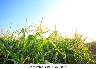 Corn Field Blue Sky Stock Photo 1039420819 | Shutterstock