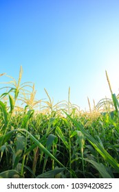 corn field with blue sky.