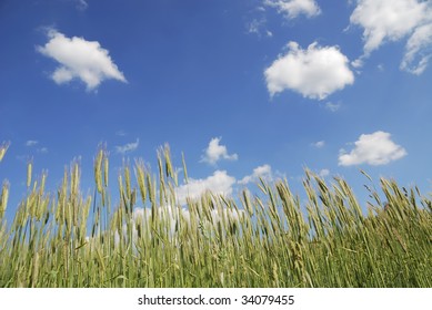 Corn field with blue sky.