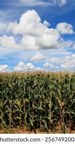 Corn field with blue sky and clouds in the background
