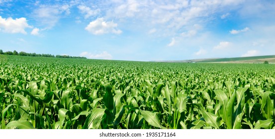 corn field hd