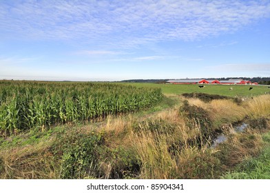 Corn Field By A Ditch