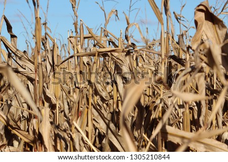 Corn Field Close Up