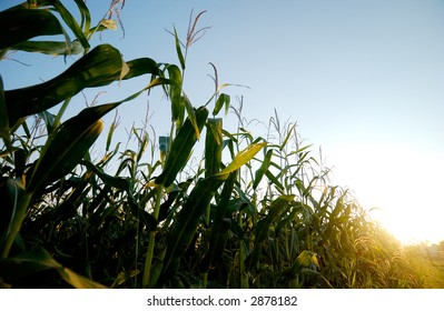 Corn field close to harvest time