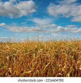 A Corn Field Close Up Under A Beautiful Blue Sky With Clouds.