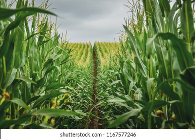 Corn Field Close Up. Copy Space.