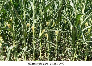 Corn Field Close Up. Close Up Of Corn On The Cob In A Field