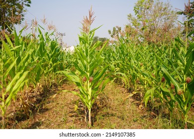 Corn field close up. Selective focus. Green Maize Corn Field Plantation in Summer Agricultural Season. Close up of corn on the cob in a field.                                