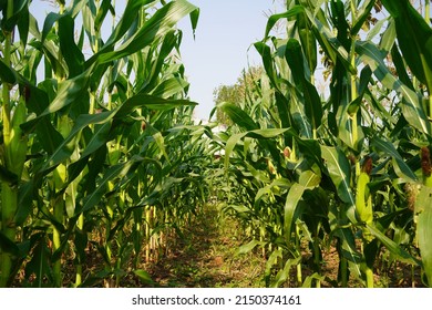 Corn field close up. Selective focus. Green Maize Corn Field Plantation in Summer Agricultural Season. Close up of corn on the cob in a field.                                