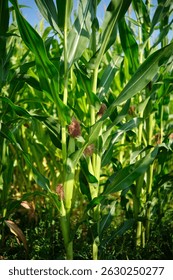 Corn field close up. Selective focus. Green Maize Corn Field Plantation in Summer Agricultural Season.