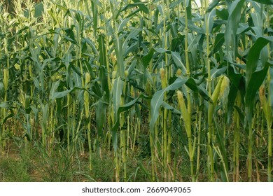 Corn field close up. Selective focus. Green Maize Corn Field Plantation in Summer Agricultural Season. Close up of corn on the cob in a field