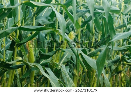 Corn field close up. Selective focus. Green Maize Corn Field Plantation in Summer Agricultural Season. Close up of corn on the cob in a field