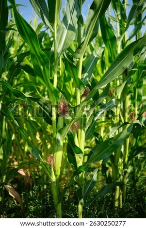 Corn field close up. Selective focus. Green Maize Corn Field Plantation in Summer Agricultural Season.