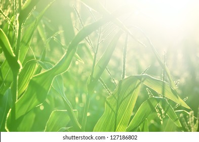 Corn Field Close-up At The Sunset