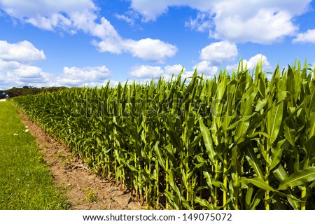 Image, Stock Photo maize field Landscape Sky