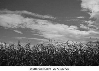 Corn Field Cloudy Sky Black and White