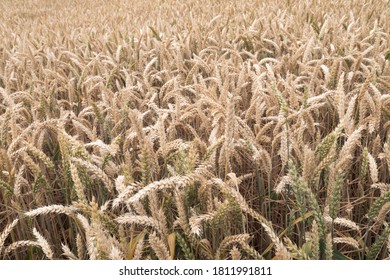 Corn Field With Common Barley
