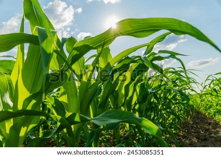 Similar – Image, Stock Photo Cornfield Background