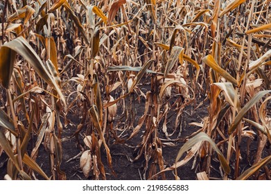 Corn Field Dry Farm Crop Drought In Europe