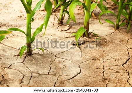 Corn field during drought, hot weather, cracked ground, dry soil. Global warming, poor harvest, environmental problems, food problem.