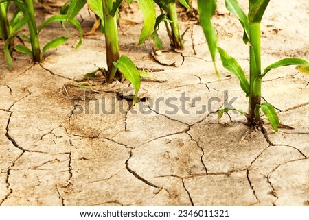 Corn field during drought, hot weather, cracked ground, dry soil. Global warming, poor harvest, environmental problems, food problem.