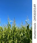 Corn field during fall in Manitoba.