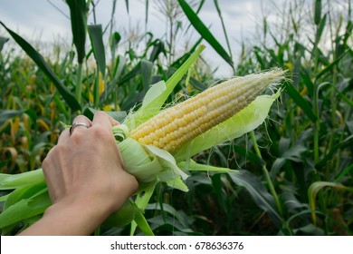 Corn field in early evening light - Shutterstock ID 678636376