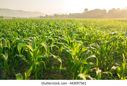 Corn field in early morning light