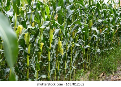 Corn Field In The Farm.