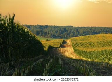 Corn field at farm. Agricultural corn field on sunset. Corn markets react in crisis world’s breadbasket. Maize (corn) import. Global crop prices. Food inflation and hunger. Risk of food shortages.