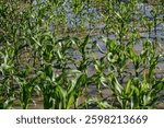 Corn field flooded with water, flood in the field