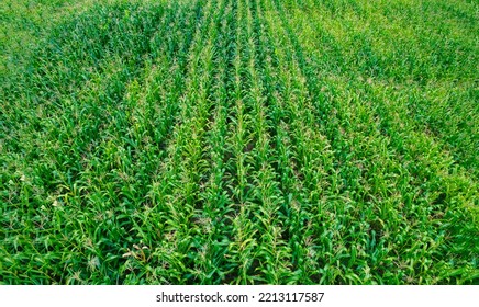 Corn Field Of Green Field Drone High Angle View, Agriculture Background Concept.