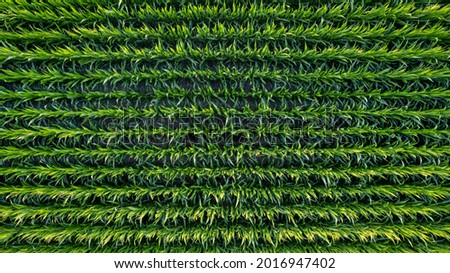 Corn field of green corn stalks and tassels, aerial drone photo above corn plants. High quality photo