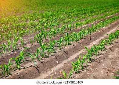 Corn Field. Grow And Plant Corn. Corn Crop Gardening. Cornfield, Young Sprouts Growing In Rows. Rows Of Young Small Corn Plants On Farm Field At Summer Time. 