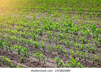 Corn Field. Grow And Plant Corn. Corn Crop Gardening. Cornfield, Young Sprouts Growing In Rows. Rows Of Young Small Corn Plants On Farm Field At Summer Time. 