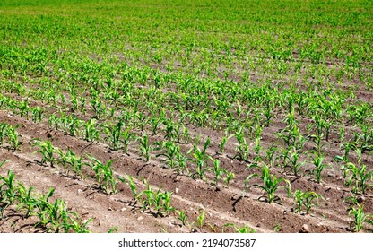 Corn Field. Grow And Plant Corn. Corn Crop Gardening. Cornfield, Young Sprouts Growing In Rows. Rows Of Young Corn Plants On Farm Field At Summer Time. 