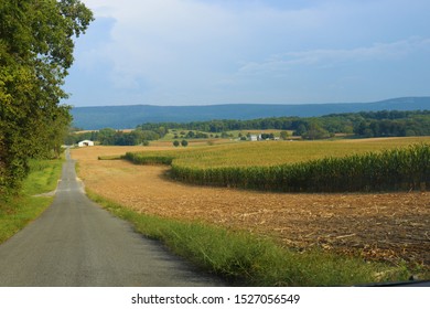 Corn Field At Hagerstown, Maryland / USA.