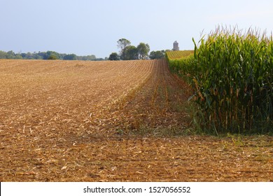 Corn Field At Hagerstown, Maryland / USA.