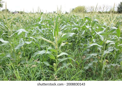 Corn Field Have Flowers, Corn Field With Maize Flower.