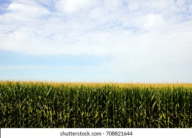 Corn Field In Iowa