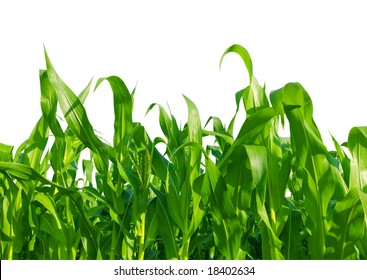 Corn Field Isolated On White