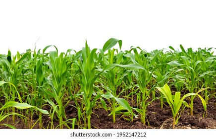 Corn Field Isolated On White Background. Close Up