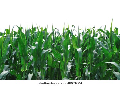 Corn Field Isolated On White